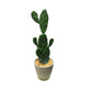 Artificial Cactus Green Rabbit Ear Multibranched