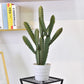 Artificial Cactus Plants In Imitation Ceramic Flower Pot