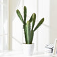 Artificial Cactus Plants In Imitation Ceramic Flower Pot